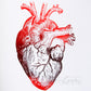 I Heart You Anatomical Heart- red foil, detail. Handmade foil print by ClaireyGraphy, printed by Bright Bear Designs